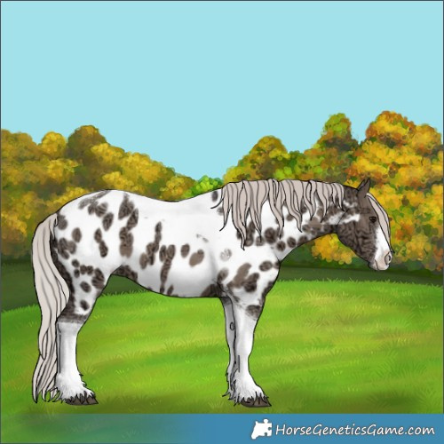 Horse Color:White Spotted Silver Grullo Ice Tobiano Appaloosa