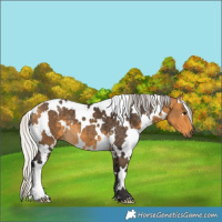 Horse Color:White Spotted Silver Buckskin