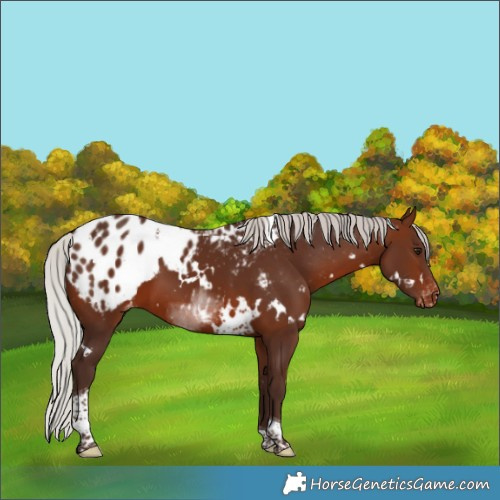 Horse Color:White Spotted Silver Brown Tobiano Appaloosa 