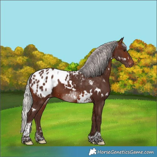 Horse Color:White Spotted Silver Brown Tobiano Blanket 