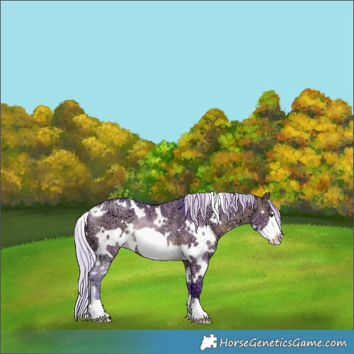 Horse Color:Watercolor White Spotted Silver Brown Ice Dun Frame Rabicano 