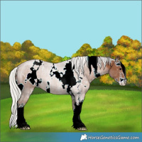 Horse Color:White Spotted Silver Black Sabino 