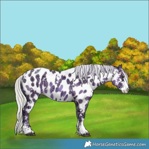 Horse Color:Watercolor White Spotted Silver Black Ice Pearl Sabino Near Leopard Rabicano 