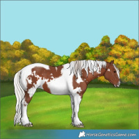 Horse Color:White Spotted Silver Black Tobiano 