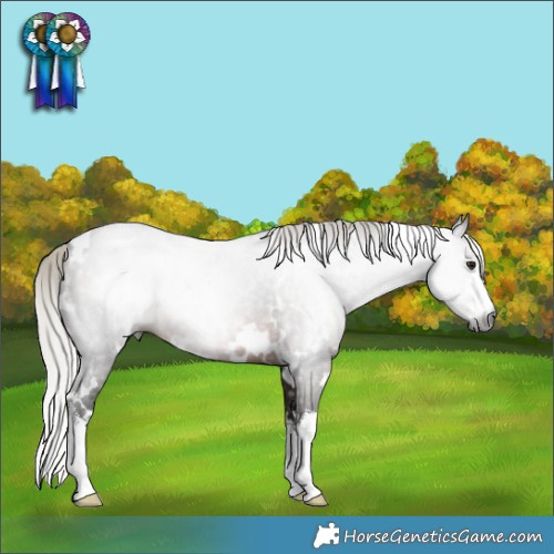 Horse Color:Gray White Spotted Silver Brown 