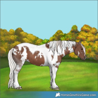 Horse Color:White Spotted Silver Black Tobiano 