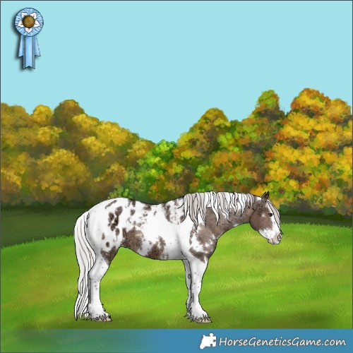 Horse Color:White Spotted Silver Brown Ice Dun Splash Tobiano Appaloosa 