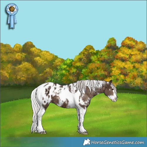 Horse Color:White Spotted Silver Brown Ice Dun Splash Tobiano Appaloosa 