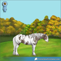 Horse Color:White Spotted Silver Brown Ice Dun Splash Tobiano Appaloosa