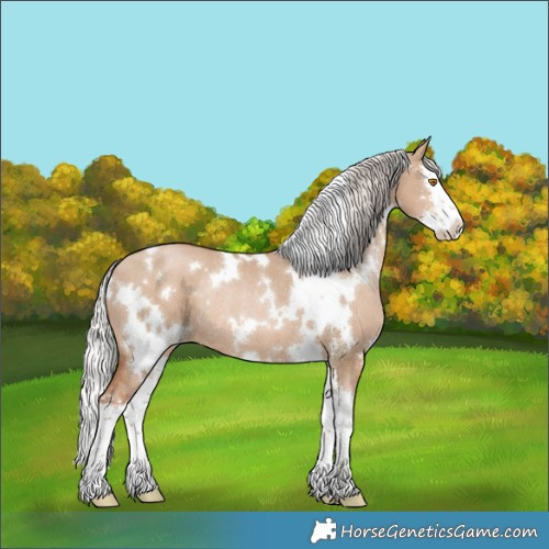 Horse Color:White Spotted Silver Grullo Pearl Sabino Splash Rabicano 