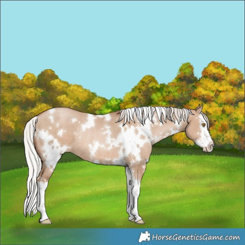 Horse Color:White Spotted Silver Grullo Pearl Sabino Splash Rabicano 