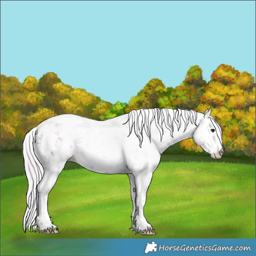 Horse Color:Watercolor White Spotted Silver Brown Sabino Rabicano 