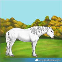 Horse Color:Watercolor White Spotted Silver Brown Sabino Rabicano