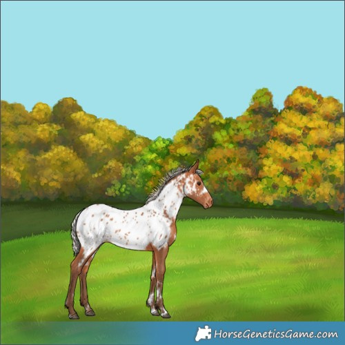 Horse Color:White Spotted Silver Bay Appaloosa