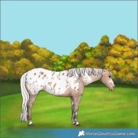 Horse Color:White Spotted Silver Bay Appaloosa