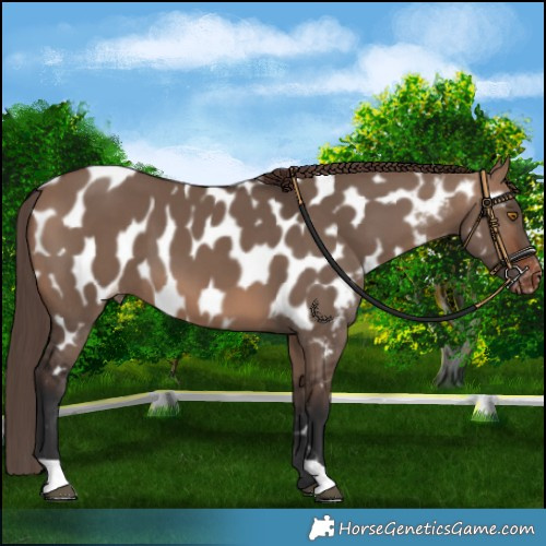 Horse Color:Brown Dun Near Leopard 