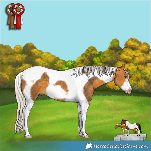 Horse Color:Silver Buckskin Tobiano Frame 