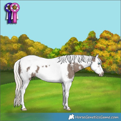 Horse Color:White Spotted Silver Black Splash Tobiano Frame 