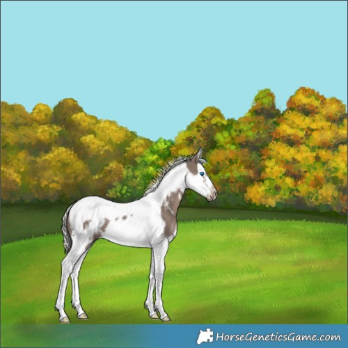 Horse Color:White Spotted Silver Black Splash Tobiano Frame 