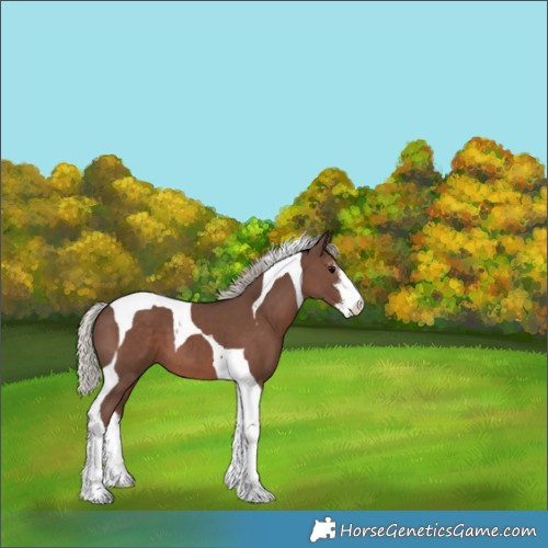 Horse Color:White Spotted Silver Black Tobiano 