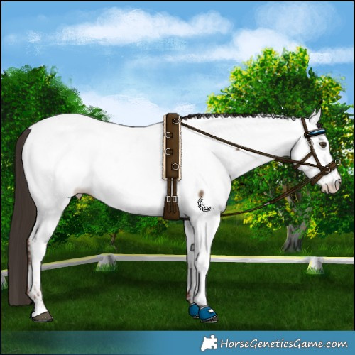 Horse Color:Liver Red Dun Appaloosa