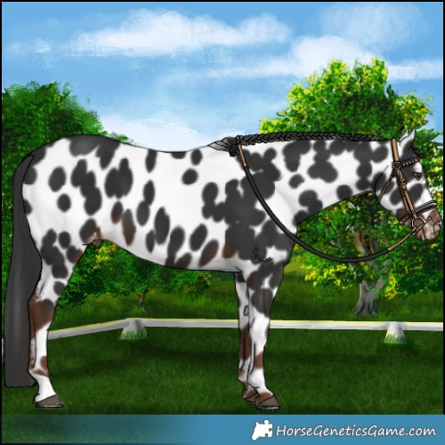 Horse Color:Liver Chestnut Near Leopard 