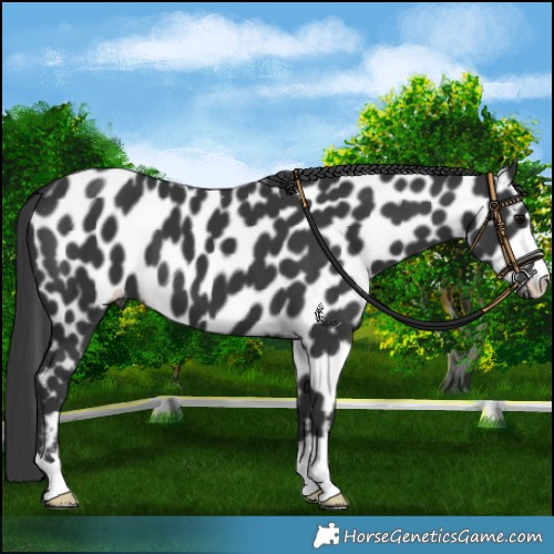 Horse Color:Black Appaloosa 
