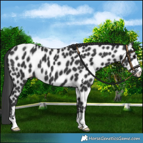 Horse Color:Black Near Leopard 