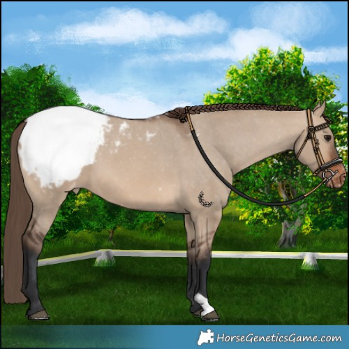 Horse Color:Brown Dun Snowcap 