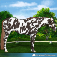Horse Color:Liver Chestnut Appaloosa 