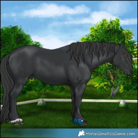 Horse Color:Black 