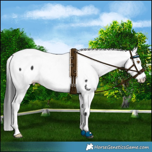 Horse Color:Black Appaloosa