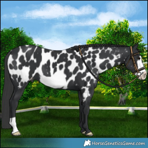 Horse Color:Black Frame Near Leopard 