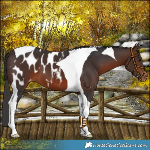 Horse Color:Brown Tobiano Appaloosa 