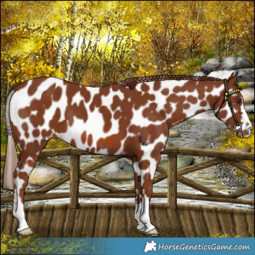 Horse Color:Chestnut Appaloosa 