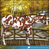 Horse Color:Chestnut Near Leopard 