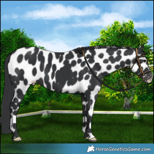 Horse Color:Black Near Leopard 