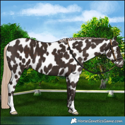 Horse Color:Liver Chestnut Near Leopard 