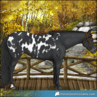 Horse Color:Black Blanket 