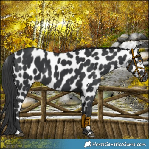 Horse Color:Black Near Leopard 