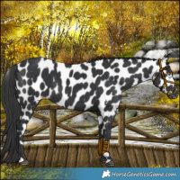 Horse Color:Black Near Leopard