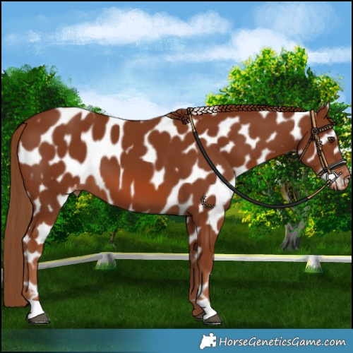 Horse Color:Chestnut Near Leopard 
