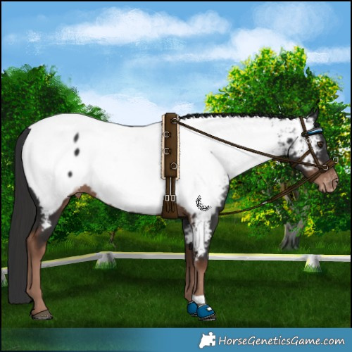 Horse Color:Liver Chestnut Appaloosa