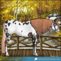 Horse Color:Liver Chestnut Frame Appaloosa 