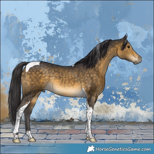 Horse Color:Buckskin Tobiano Rabicano 