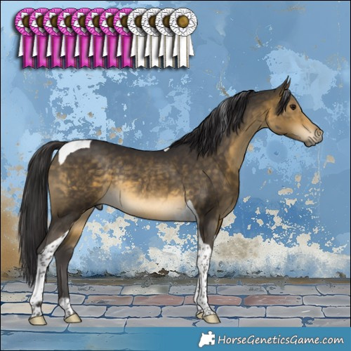 Horse Color:Buckskin Tobiano Rabicano