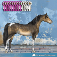 Horse Color:Buckskin Tobiano Rabicano