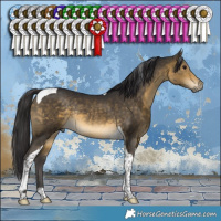 Horse Color:Buckskin Tobiano Rabicano 