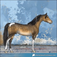 Horse Color:Buckskin Tobiano Rabicano 