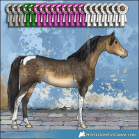 Horse Color:Buckskin Tobiano Rabicano